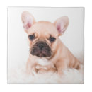 Suche nach französische bulldogge fliesen Tier