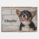 Suche nach pembroke corgi decken Haustier