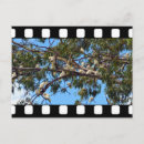 Suche nach wilde papageien postkarten Vogelvogel