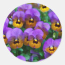 Suche nach stiefmütterchen aufkleber Frühling