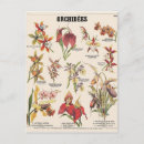 Suche nach orchideen postkarten Überquerung