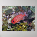 Suche nach goldfische poster Natur