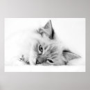 Suche nach luchs poster Foto