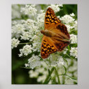 Suche nach schmetterlinge und motten poster Druck