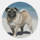 Suche nach kitz aufkleber Hund