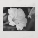 Suche nach gelbe blumen postkarten Florale