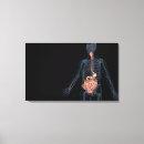 Suche nach menschlicher körper poster leinwandbilder Horizontal