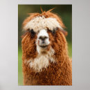 Suche nach alpaca poster Animal