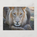 Suche nach panthera löwe postkarten Südafrika