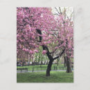 Suche nach cherry blossom postkarten Baum
