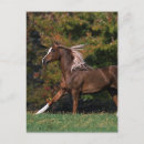 Suche nach arabisches pferd postkarten Rennend