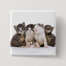 Suche nach katzenartig buttons Katzenliebhaber