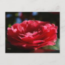Suche nach rosa kamelie poster Fotografie