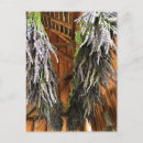 Suche nach lavendel postkarten Blume