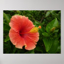 Suche nach hibiskus poster Hibisken blume