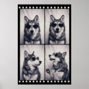 Suche nach husky poster Foto