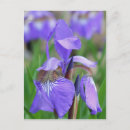 Suche nach wilde iris postkarten Blume