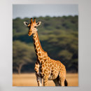 Suche nach giraffen poster Groß