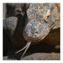 Suche nach eidechsen poster Tierwelt