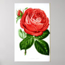 Suche nach vintage rote rosen poster Botanisch