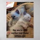 Suche nach lustiges kätzchen poster Katze