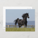 Suche nach stallion postkarten Schwarz