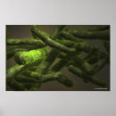 Suche nach tuberkulose poster Bild