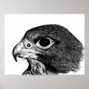 Suche nach wanderfalke poster Vogel