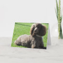 Suche nach pudel karten Standard