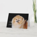 Suche nach spitze karten Hund