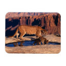 Suche nach cougar magnete Tiere