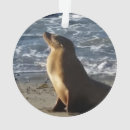 Suche nach seelöwen ornamente Ozean