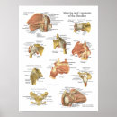 Suche nach ligamente poster Medizinisch