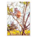 Suche nach affe baum poster Primat
