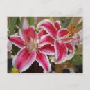 Suche nach duftende postkarten Floral