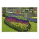 Suche nach hyazinthen poster Muster