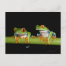 Suche nach grüner baumfrosch postkarten Tierwelt