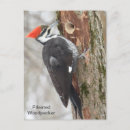 Suche nach flecken postkarten Vogelvogel