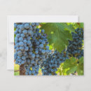 Suche nach weinrebe postkarten Weinberg