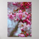Suche nach rosa kirschblüten poster Botanisch