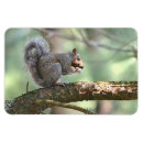 Suche nach squirrel magnete Niedlich