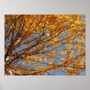 Suche nach ahorn poster Orange