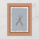 Suche nach orb postkarten Spinne