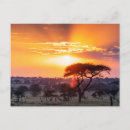 Suche nach serengeti postkarten Safari