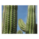 Suche nach spinat poster Natur