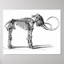 Suche nach mammut Wolliges mammut