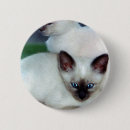 Suche nach siamesisch buttons Kätzchen