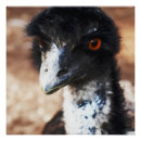 Suche nach outback poster Tiere