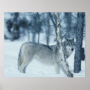 Suche nach canis lupus poster Natur