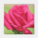 Suche nach rose magnete Geburtstag